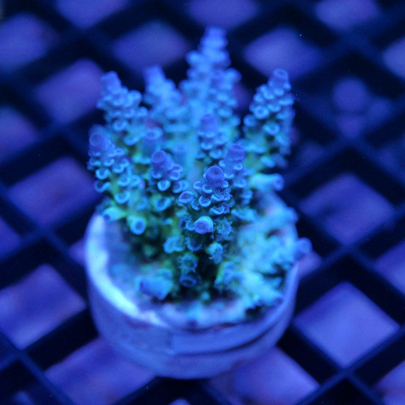 Acropora kenti - Grade 3