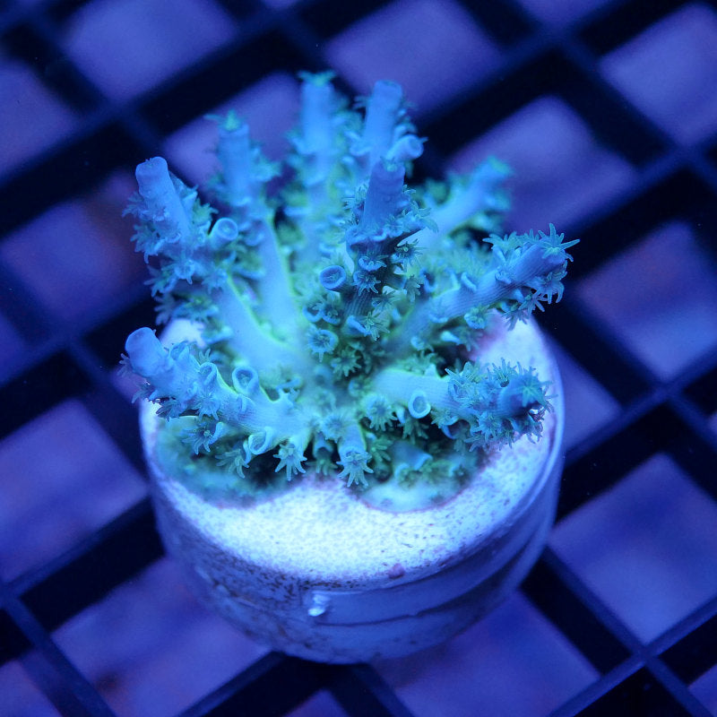 Acropora kenti - Grade 3