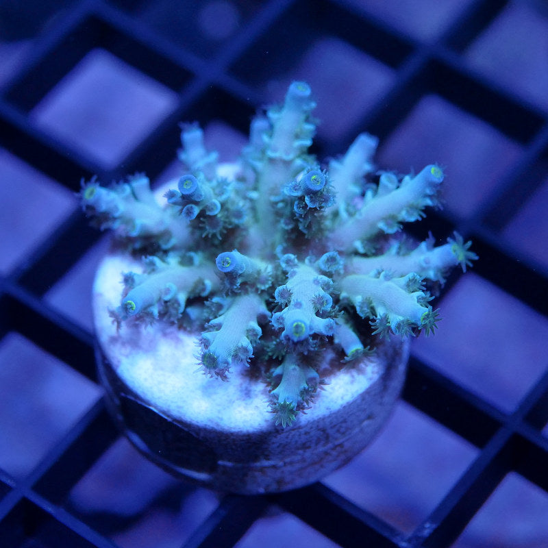 Acropora kenti - Grade 3