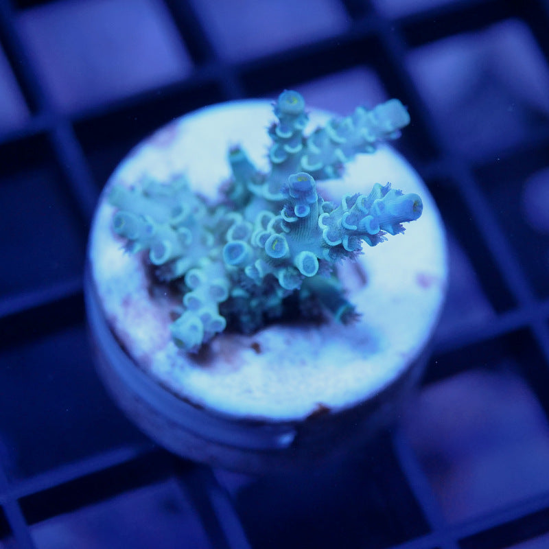 Acropora kenti - Chimäre