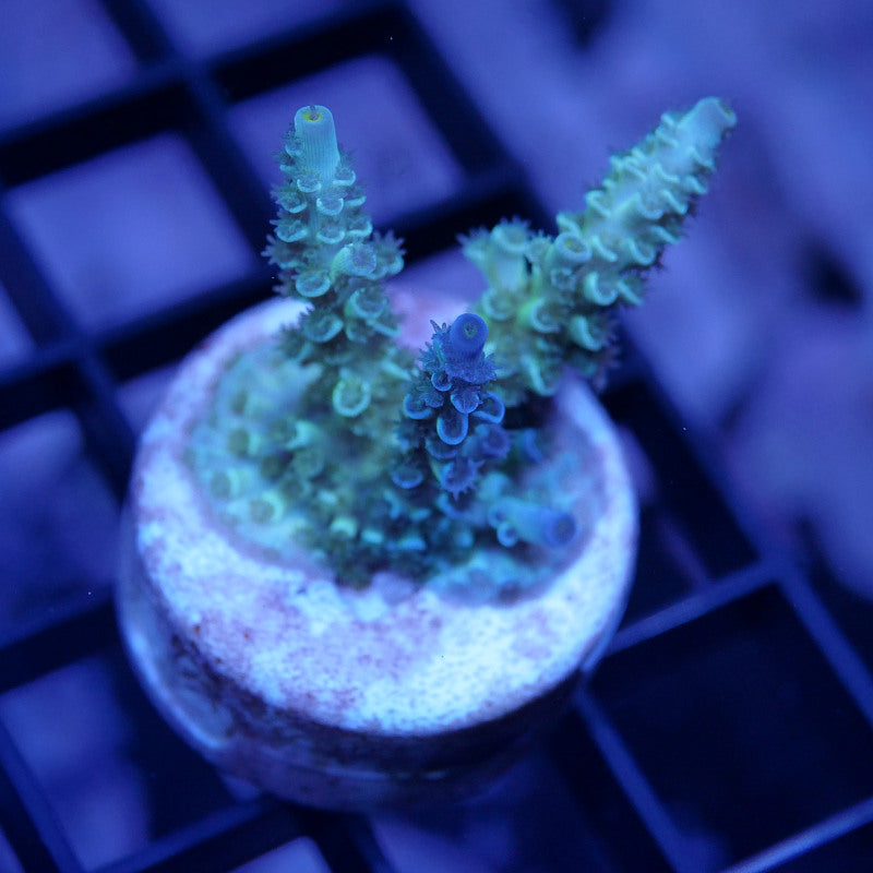 Acropora kenti - Chimäre