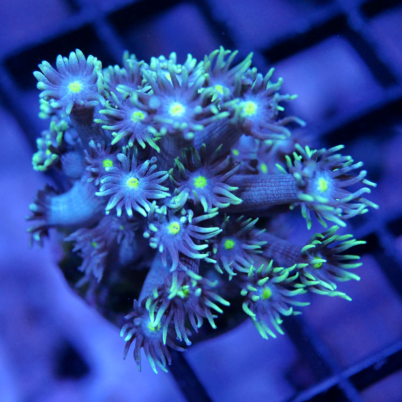 Goniopora 'Green Light'