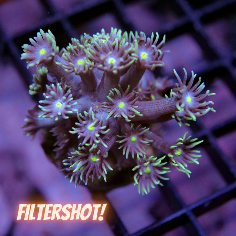 Goniopora 'Green Light'