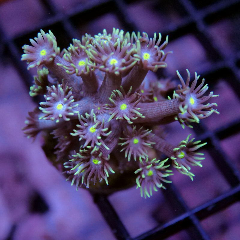 Frag Pack LPS Premium