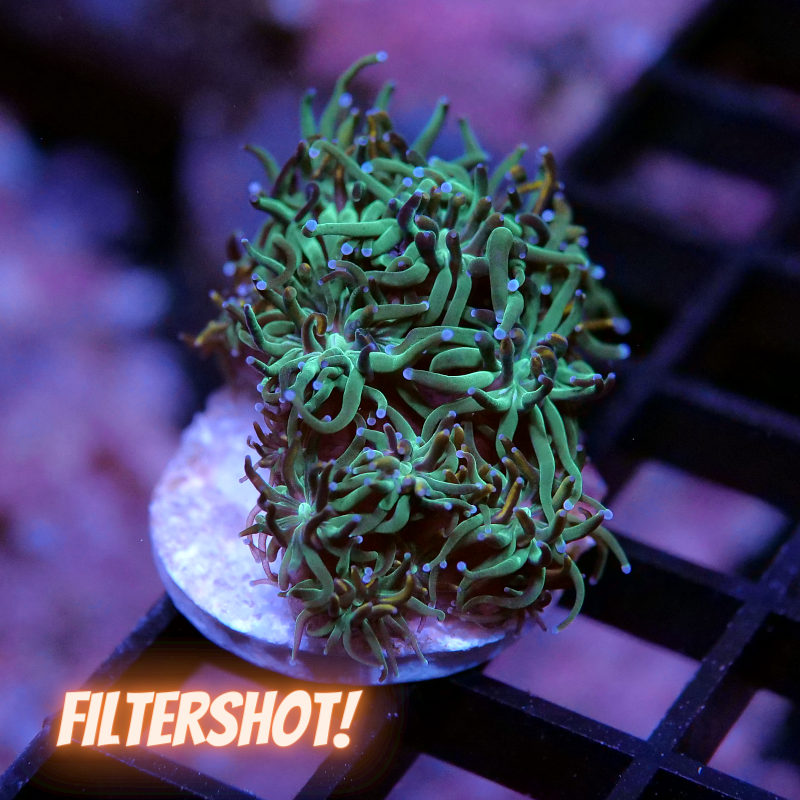 Galaxea sp. 'Bicolor'