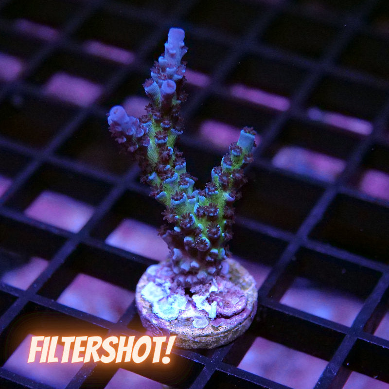 Acropora sp. 'Lagoon'