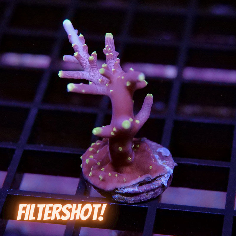 Acropora carduus 'Purple Dragon'