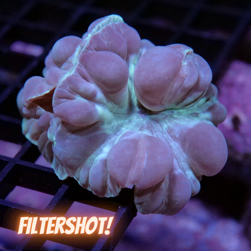 Nemenzophyllia turbida