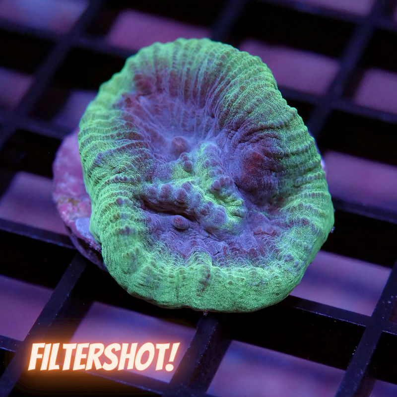 Goniastrea sp. 'Berry Mint'