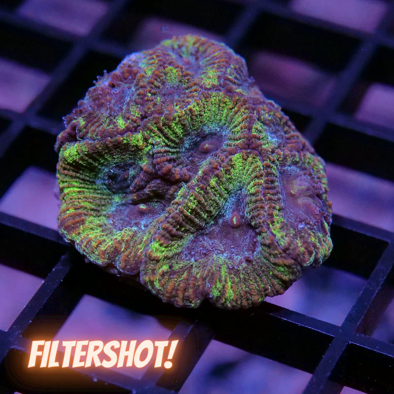 Favia sp. 'Toxic Spill'