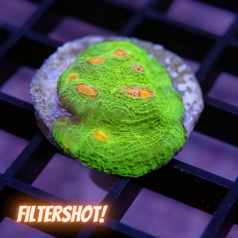 Chalice '3G Mummy Eye'