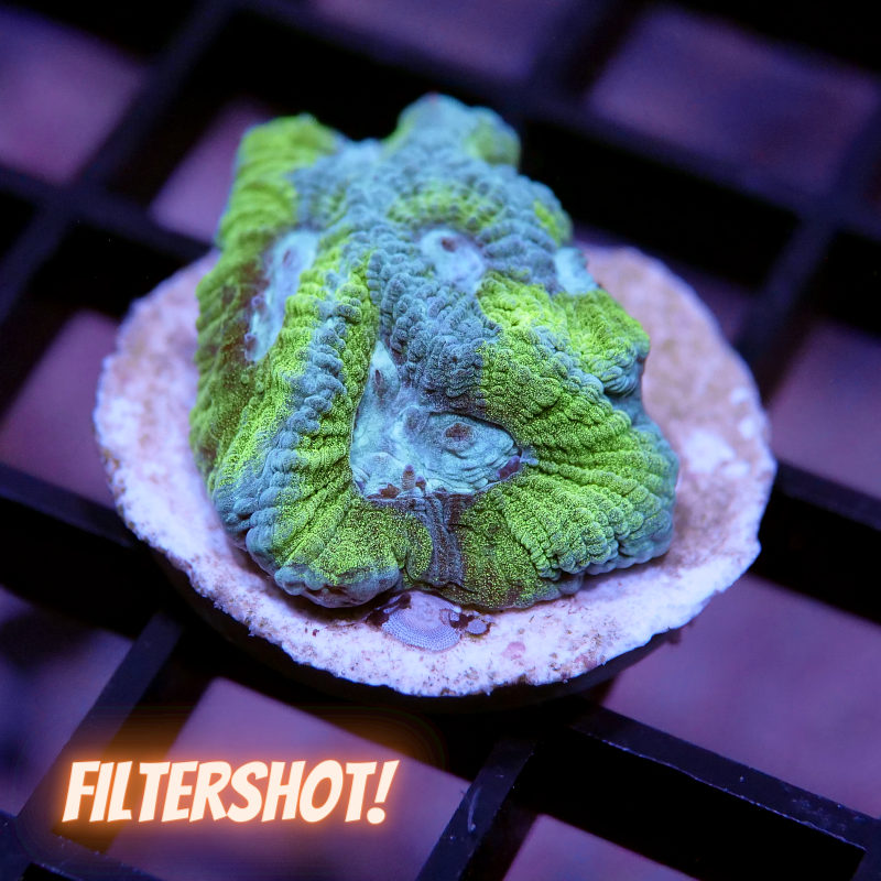 Goniastrea sp. 'Baby Blue Eye'