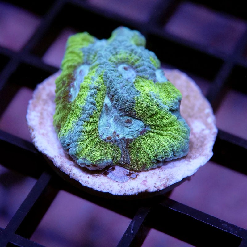 Frag Pack XL - Tank Start