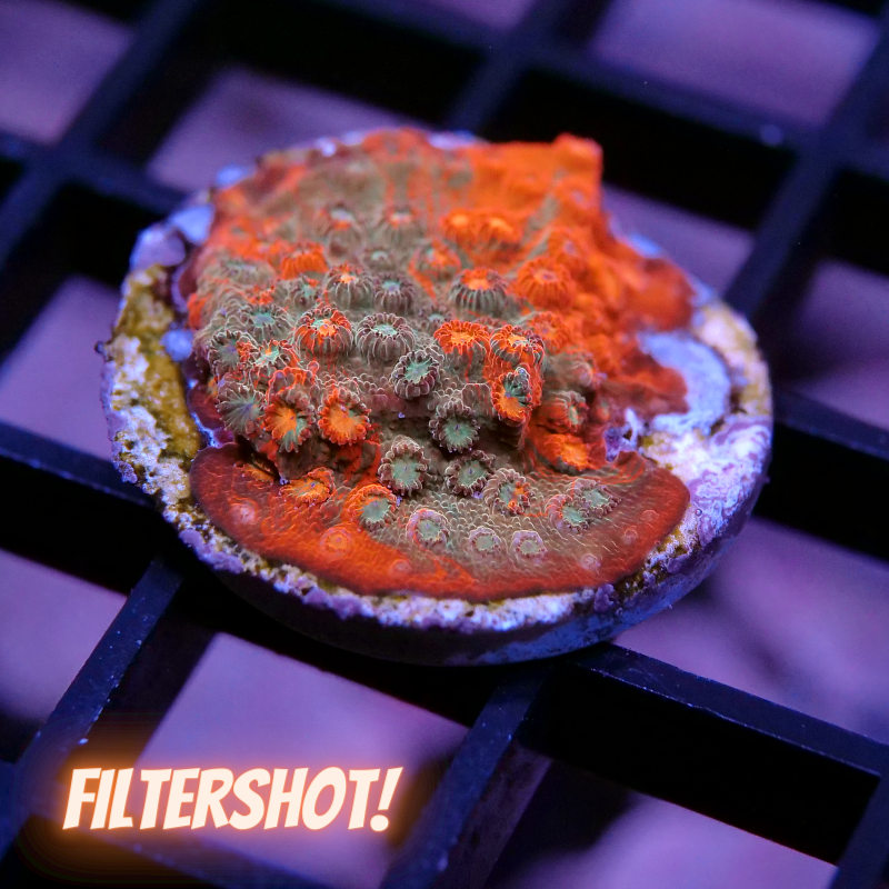 Cyphastrea sp. 'Tropicana Twist'