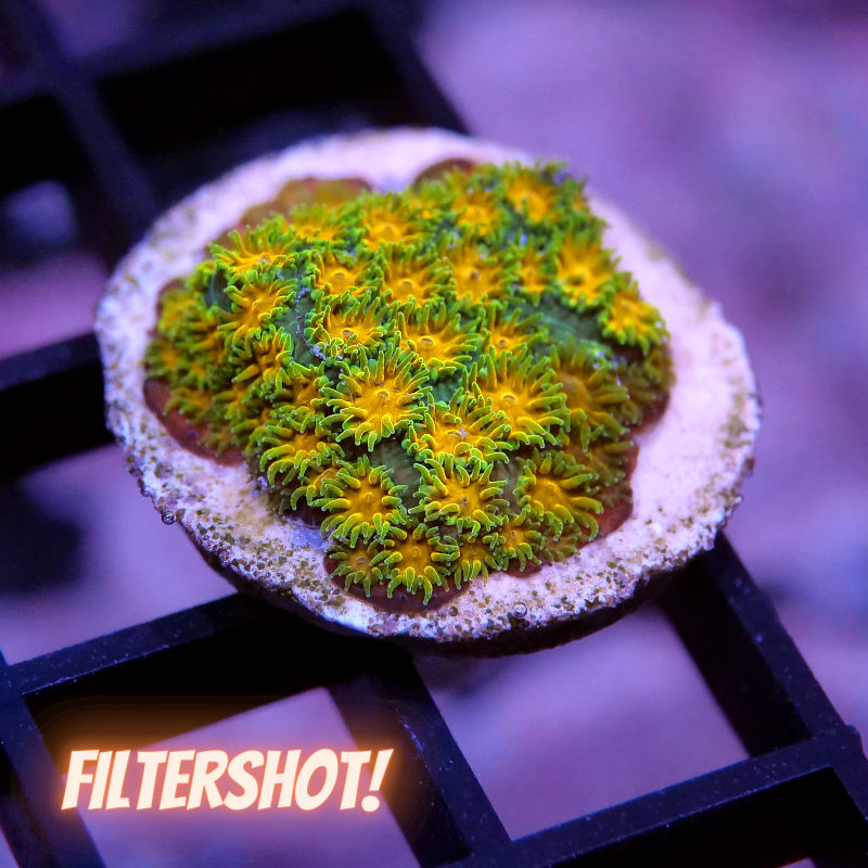 Leptastrea 'John Deere'