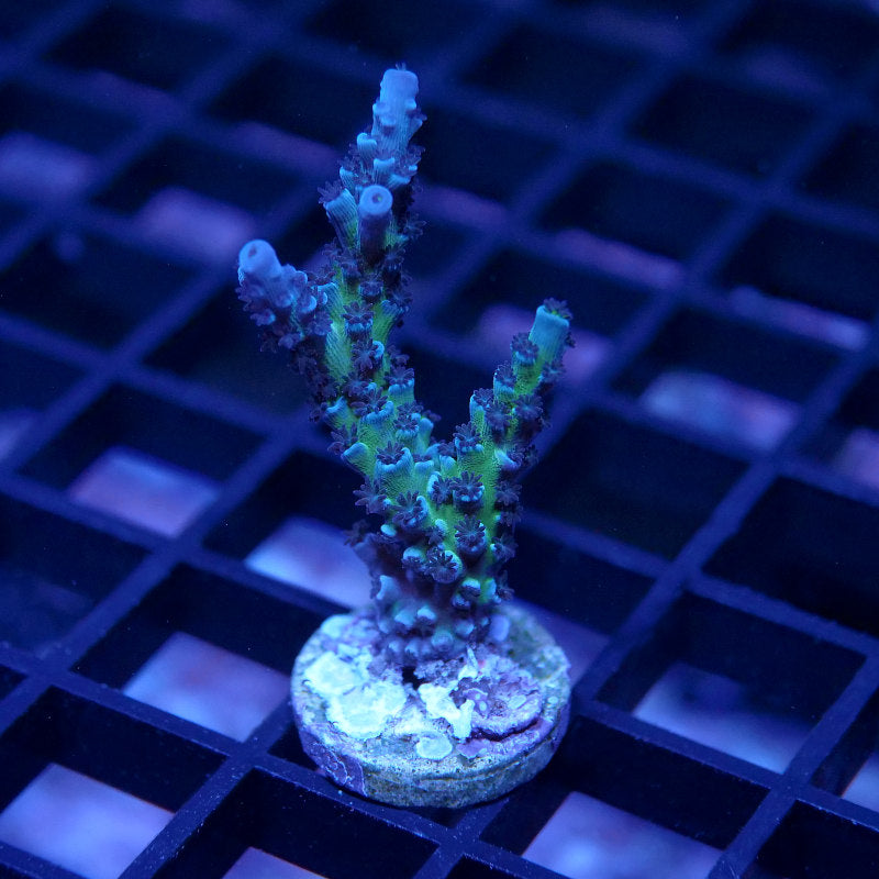 Acropora sp. 'Lagoon'
