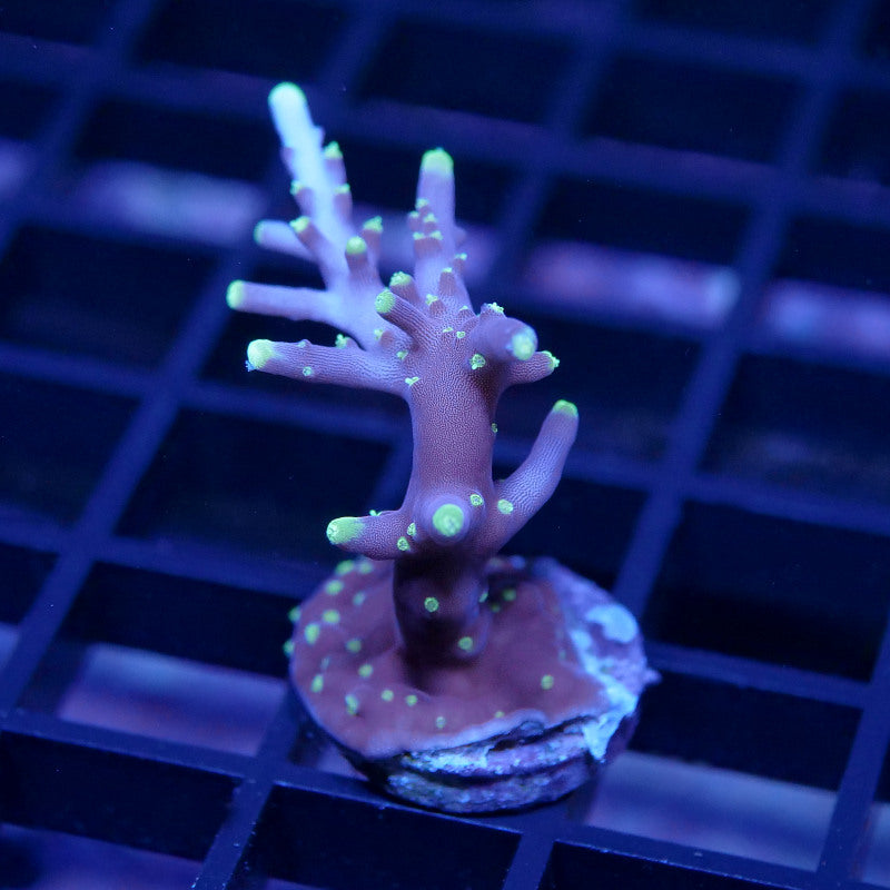 Acropora carduus 'Purple Dragon'