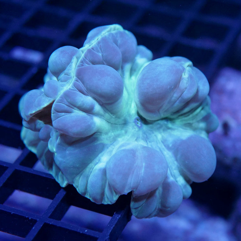 Nemenzophyllia turbida