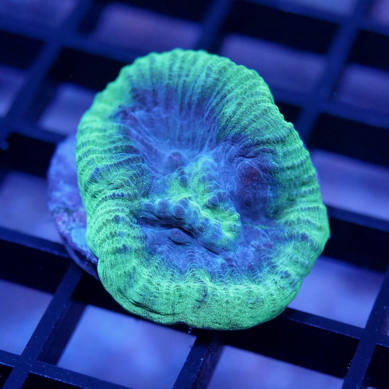 Goniastrea sp. 'Berry Mint'