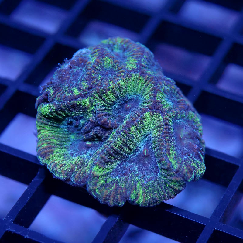 Favia sp. 'Toxic Spill'