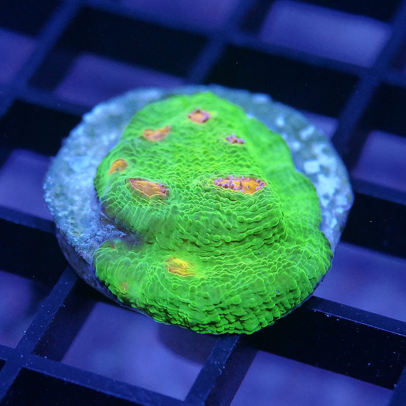 Chalice '3G Mummy Eye'