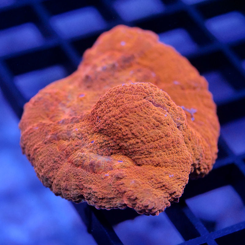 Lobophyllia sp. 'Red'