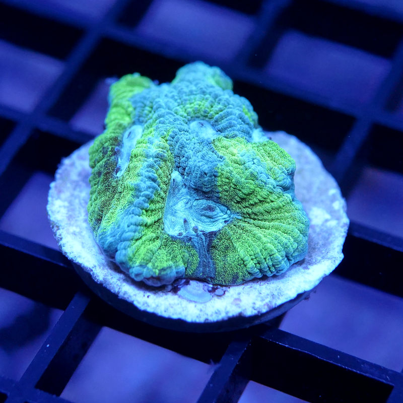 Goniastrea sp. 'Baby Blue Eye'