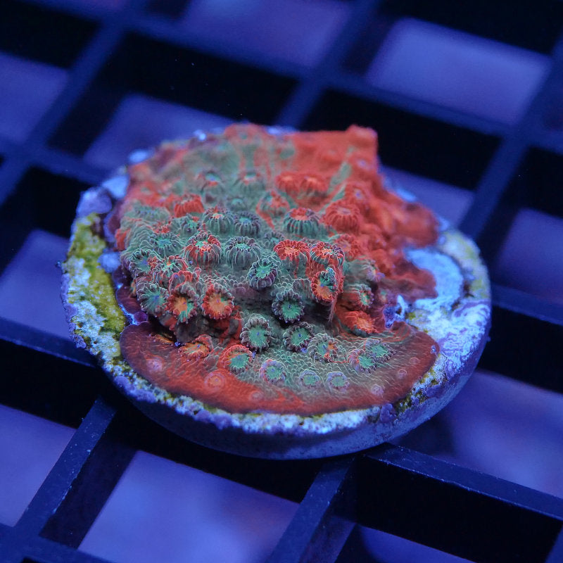 Cyphastrea sp. 'Tropicana Twist'