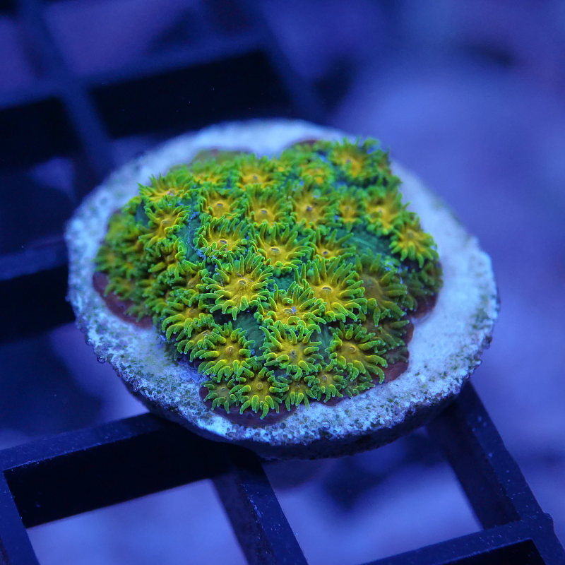 Leptastrea 'John Deere'