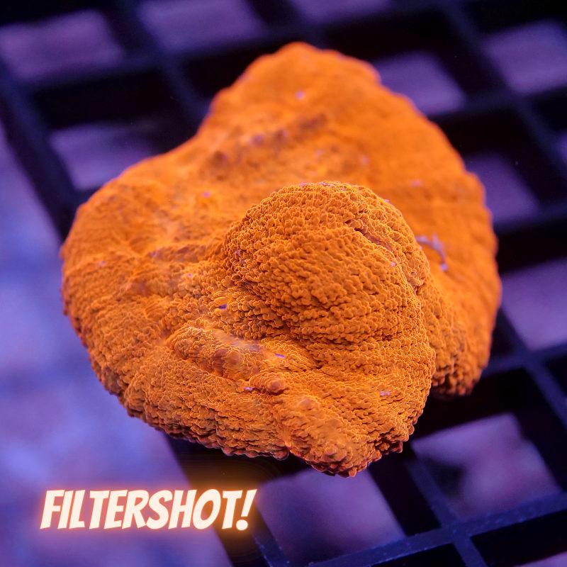 Lobophyllia sp. 'Red'