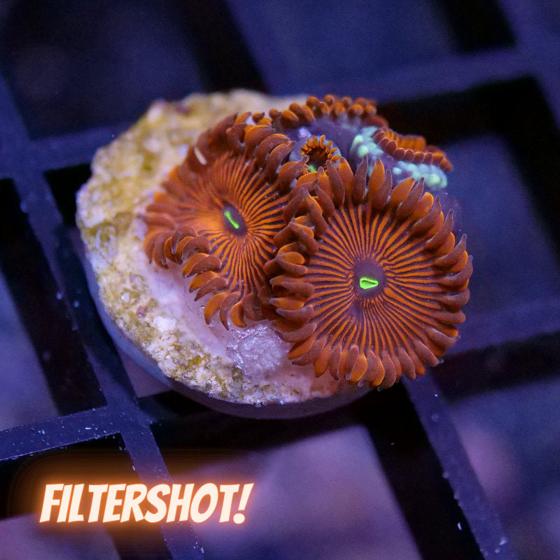 Zoanthus sp. 'Red People Eater'