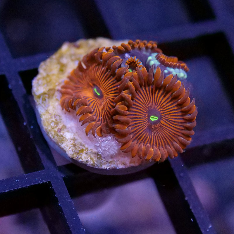 Frag Pack XL - Tank Start