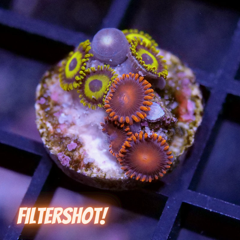 Zoanthus sp. Mix 'LA Lakers meets Bam Bam'