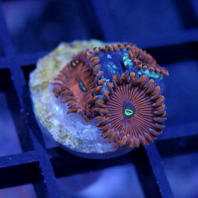 Zoanthus sp. 'Red People Eater'