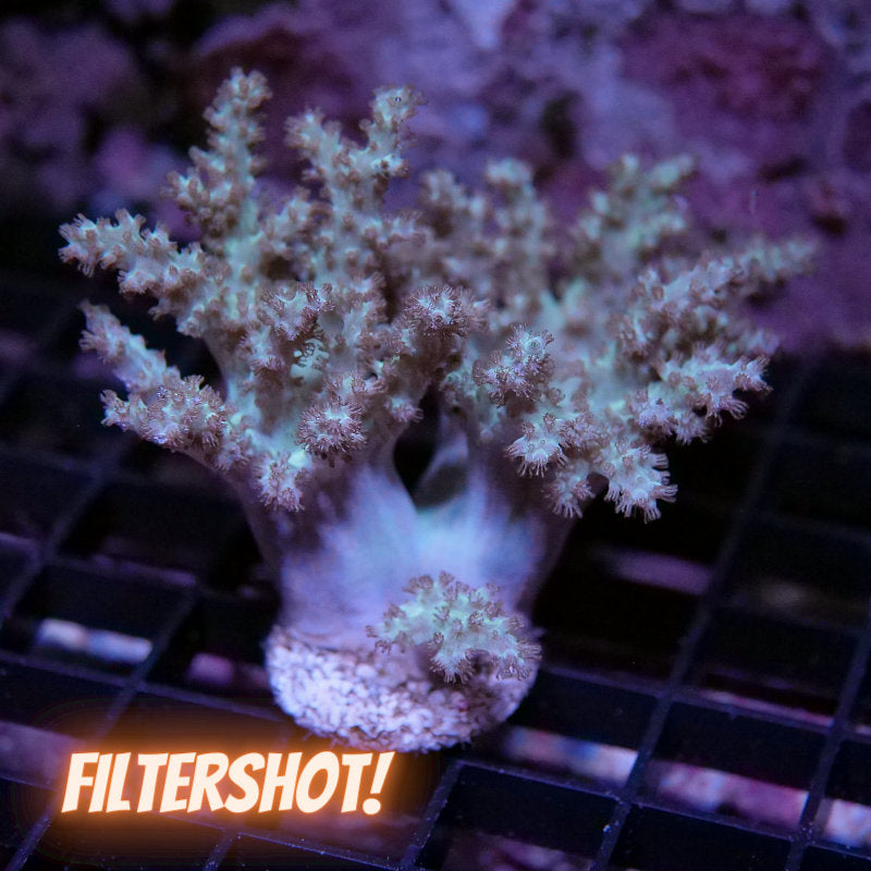 Sinularia sp. 'Green' XL