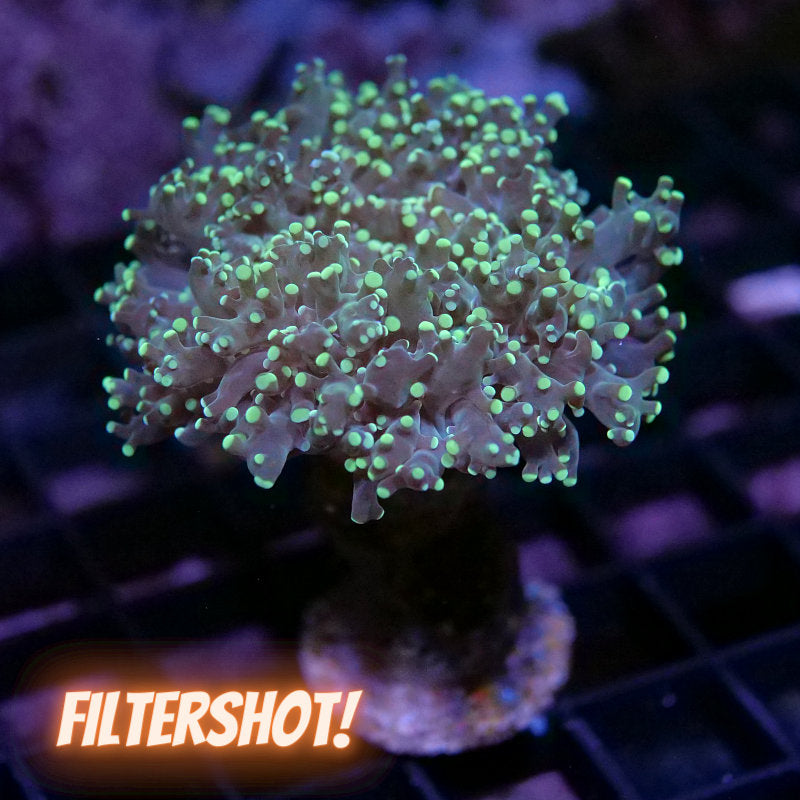 Euphyllia paradivisa