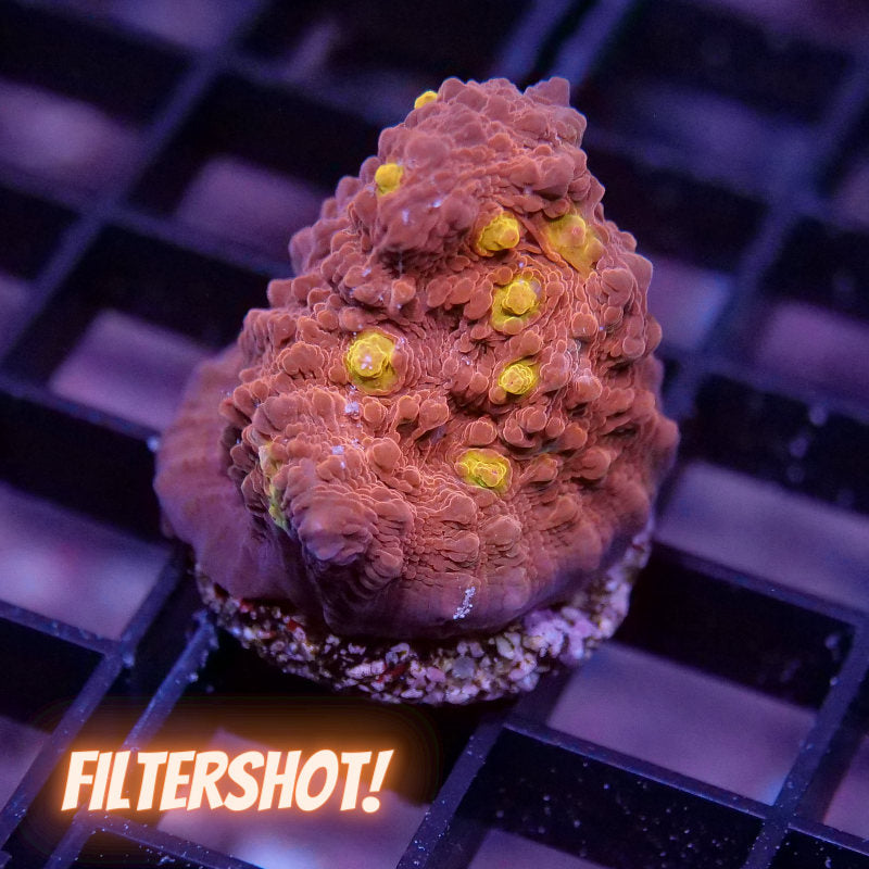 Chalice 'Golden Eye'