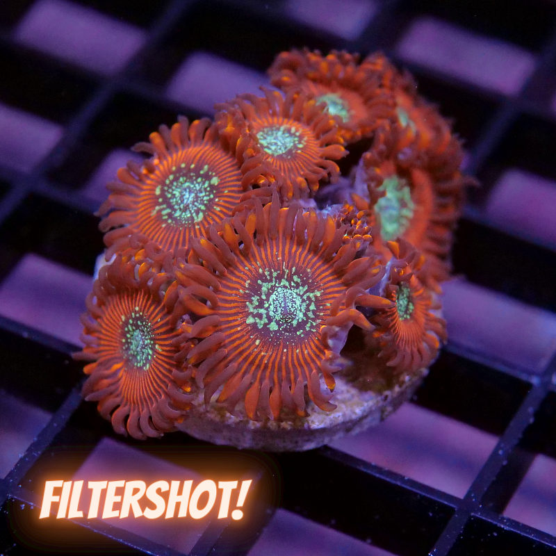 Zoanthus sp. 'Red Magicians' XL