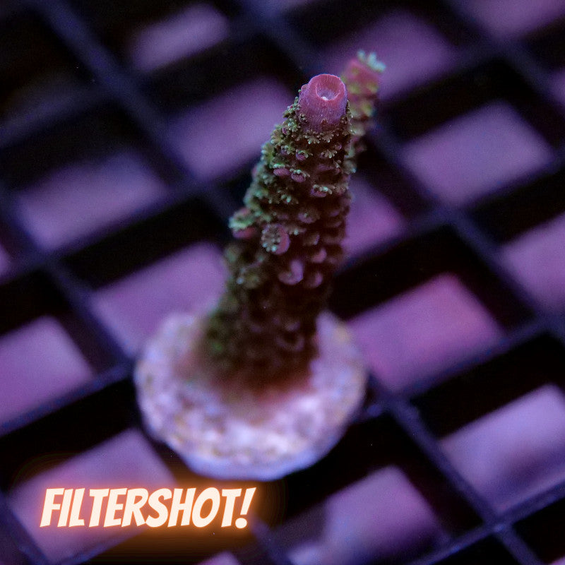 Acropora 'Rainbow Staghorn'
