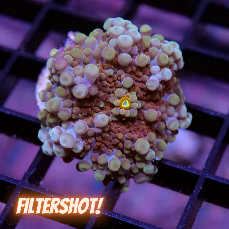 Ricordea sp. 'Bubble Tea'