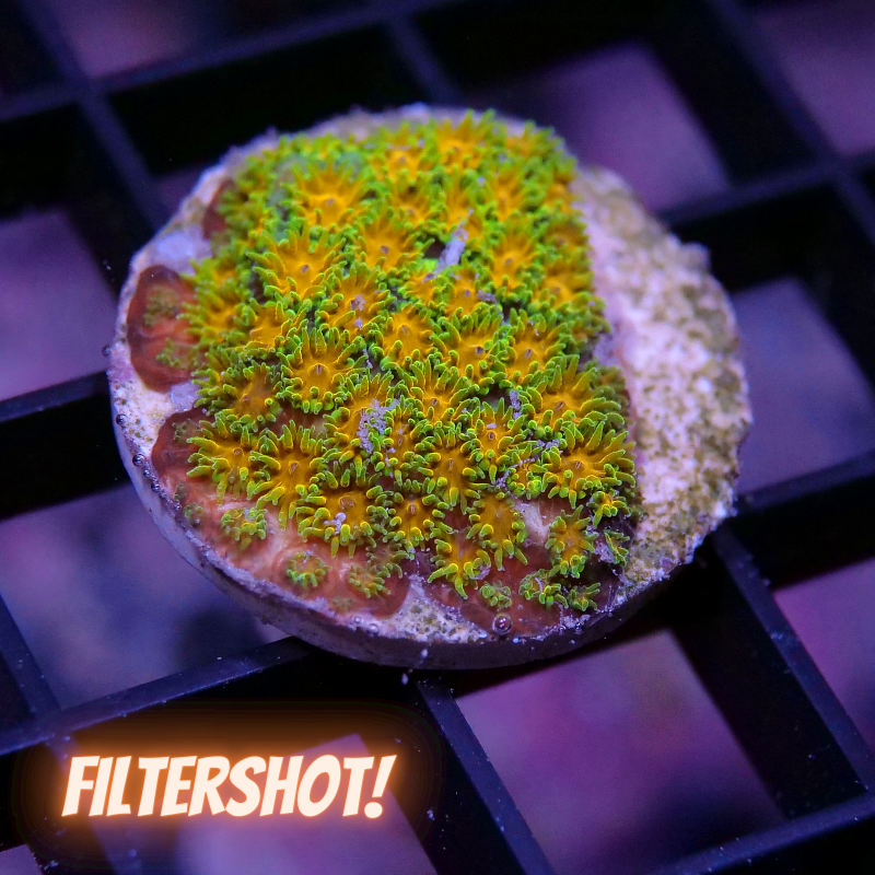 Leptastrea 'John Deere'