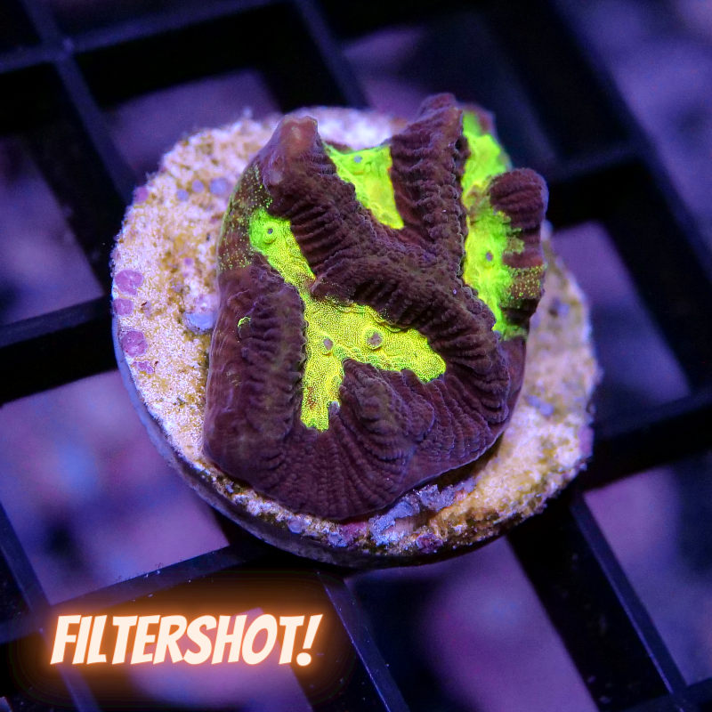 Platygyra sp. 'Shining'