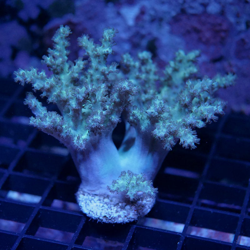 Sinularia sp. 'Green'