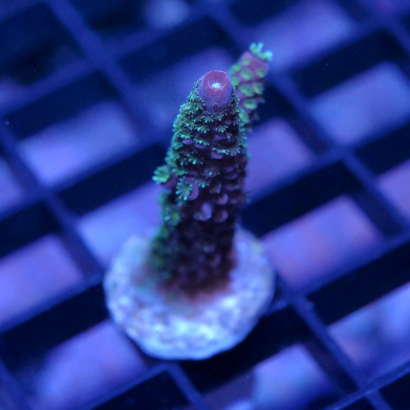 Acropora 'Rainbow Staghorn'