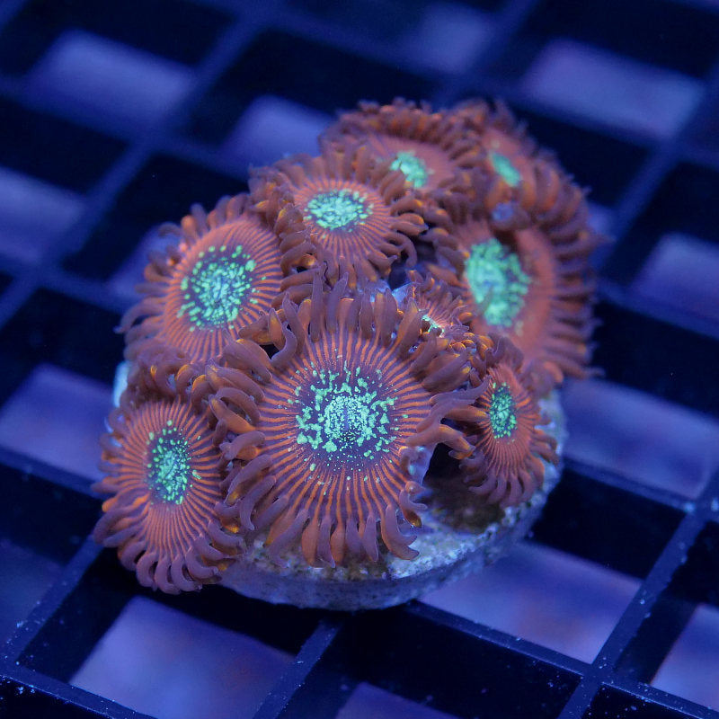 Zoanthus sp. 'Red Magicians' XL