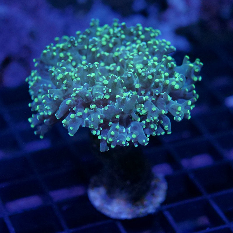 Euphyllia paradivisa