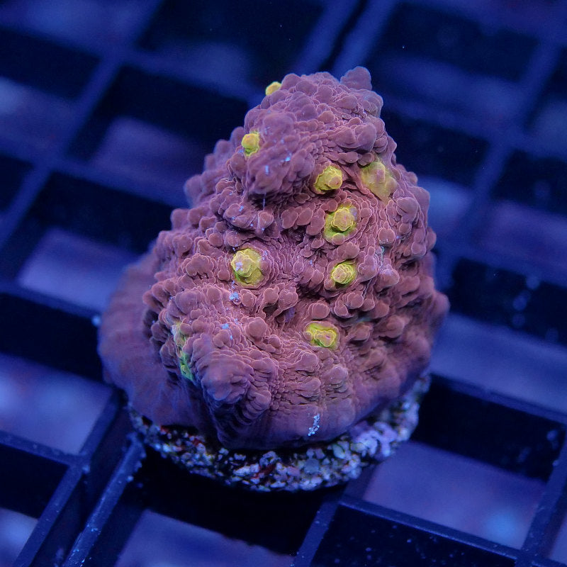 Chalice 'Golden Eye'