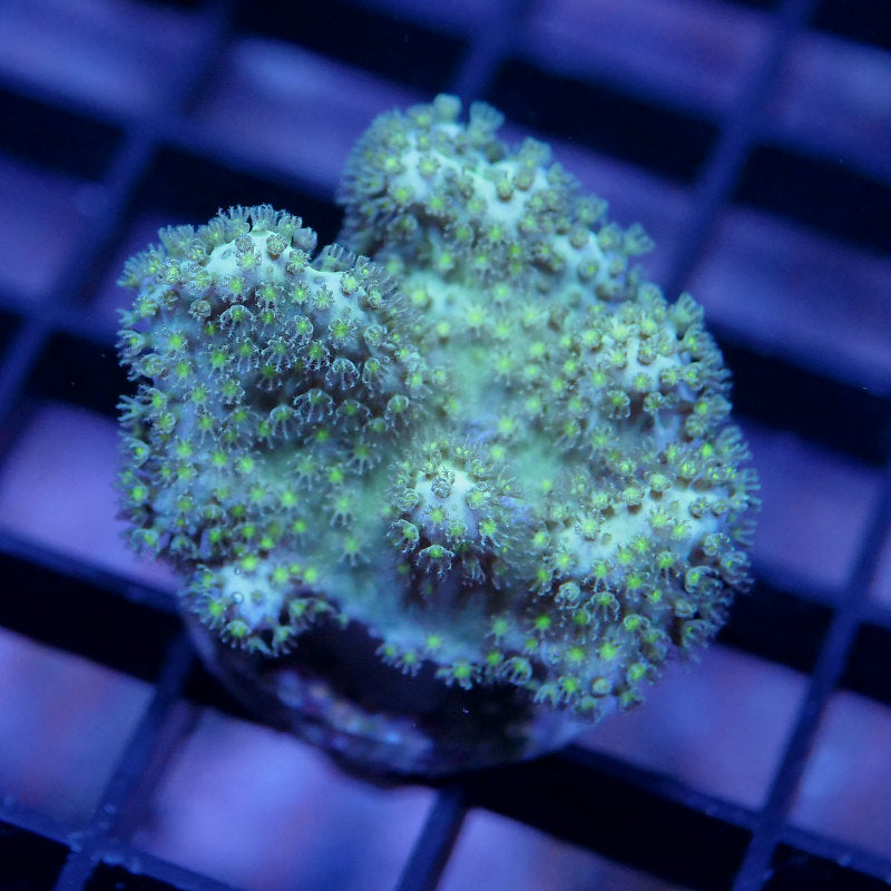 Sinularia sp. 'Yellow'