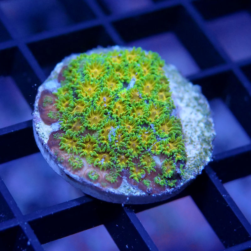 Leptastrea 'John Deere'