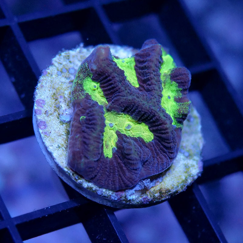 Platygyra sp. 'Shining'